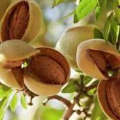 Almond